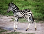 Baby zebra